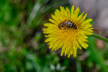 Eine Biene sitze auf einer Löwenzahnblüte