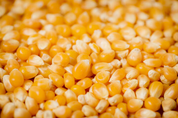 Dried corn grains