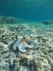 Octopus underwater off the coast of Menorca in the Balearic islands of Spain. 