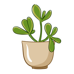 Plant Jade Plant