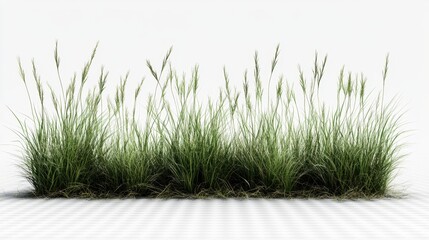 Fototapeta premium Lush fine hair grass flourishing in cool, moist climates, displayed on a transparent background for seamless integration into designs