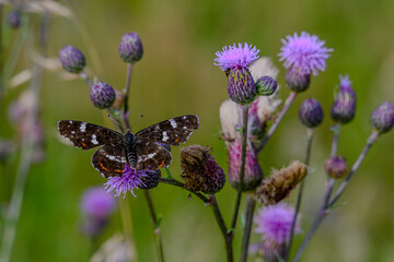 Nahaufnahme eines Landkärtchens auf einer Blüte