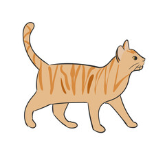 Hand Drawn Cat Breed Domestic