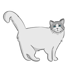 Hand Drawn Cat Breed Ragdoll