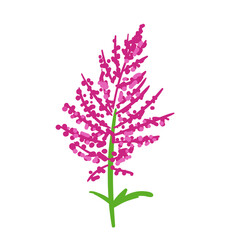 Hand Drawn Astilbe Flower