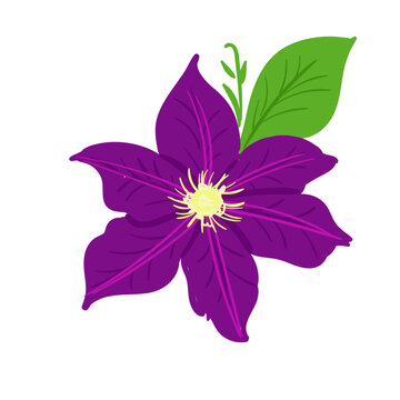 Hand Drawn Clematis Flower