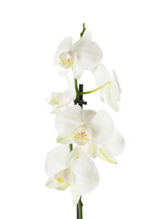 Beautiful orchid branch with flowers isolated on white
