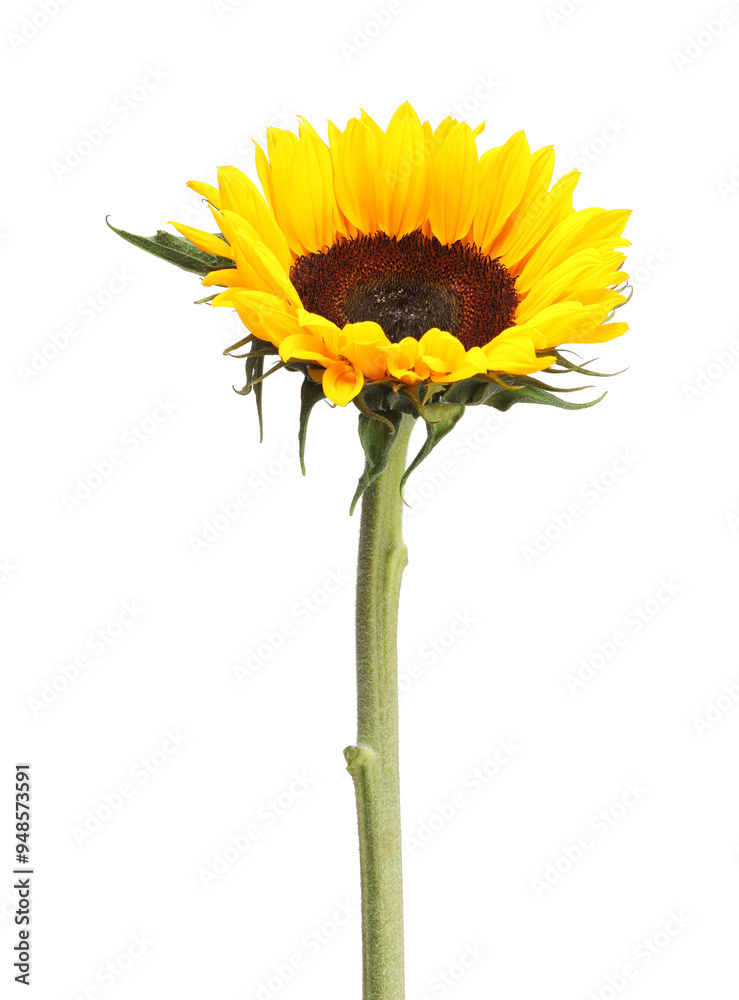 Poster One beautiful sunflower with bright petals isolated on white