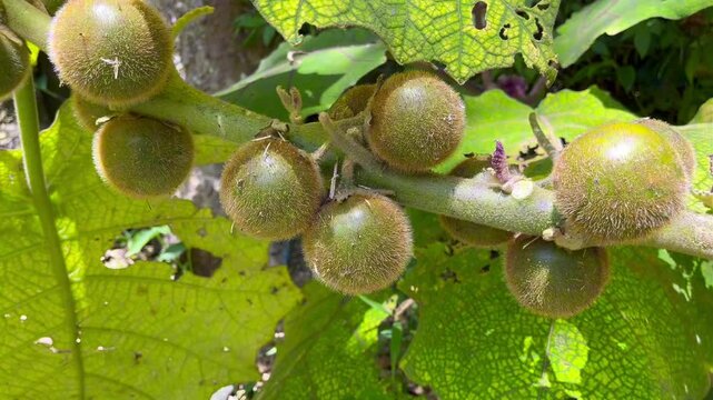 Lush Lulo Plant and Fruit