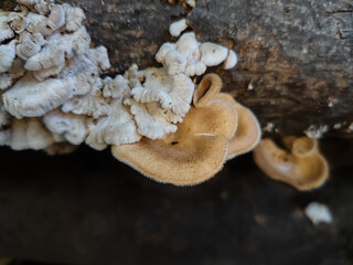 close up of mushrooms growing on a dry tree