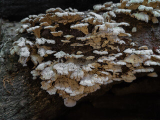 close up of mushrooms growing on a dry tree
