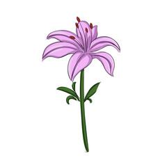 Hand Drawn Flowers Lily