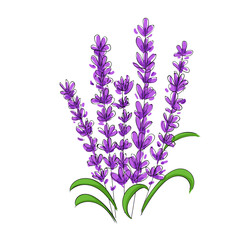 Obraz premium Hand Drawn Flowers Lavender