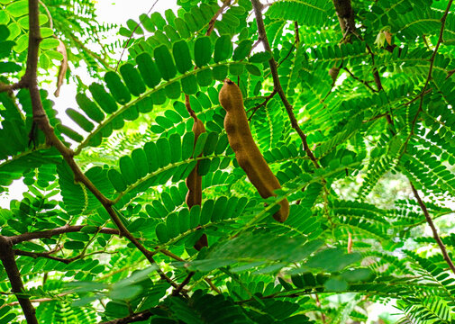Beautiful tamarind on tree with green leaves.