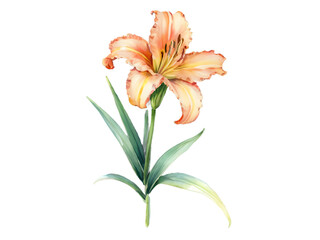 Fototapeta premium Daylily Flower Watercolor Clipart Illustration, High-Resolution PNG with Isolated Transparent Background for DIY Projects, Invitations, and Printables