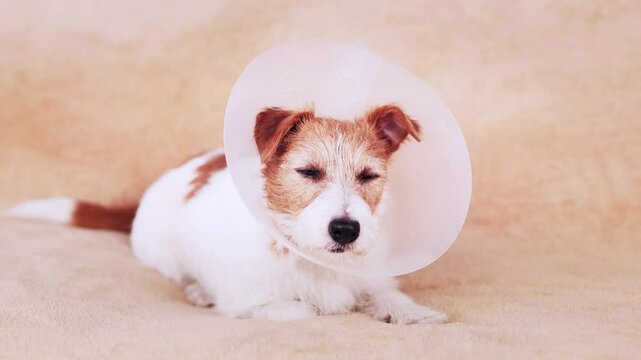Face of a cute healthy recovering dog as wearing funnel collar and resting. Protection after castration surgery.