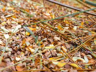 Red, yellow, orange fallen dry leaves on the ground.