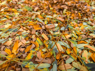 Red, yellow, orange fallen dry leaves on the ground.
