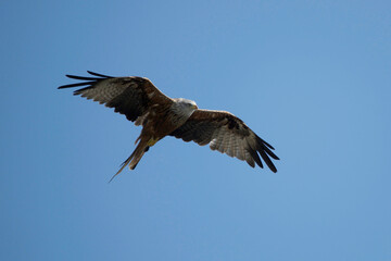 A red kite flying in the blue sky
