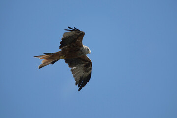 A red kite flying in the blue sky