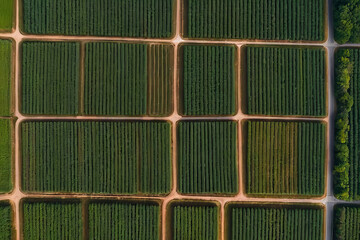a aerial view photo of a series of small, geometric farm plots, creating a simple, organized pattern in the country side