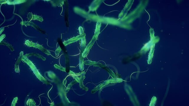 Cholera bacteria animation. Vibrio cholerae is a gram negative bacterium. Cholera is a bacterial disease usually spread through contaminated water and can cause severe diarrhea and dehydration