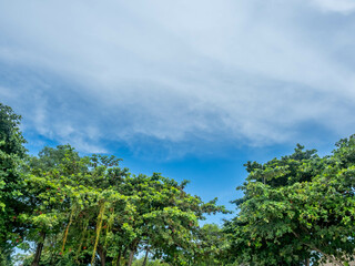 Upward view to cloudy blue sky with green leaves tree in outdoor under sunlight, for background