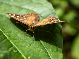 Obraz premium butterfly on leaf