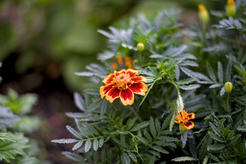 Bright orange marigold flowers with green leaves