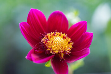Macro Shot of Vibrant Dark Pink Dahlia with Yellow Center Grown from Seed 