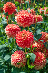 Decorative orange Dahlia flowers