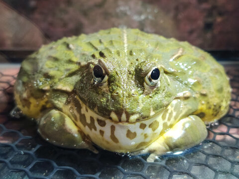 Close up front view of African bullfrog ,Giant Green Frog