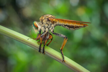 Robber fly with prey