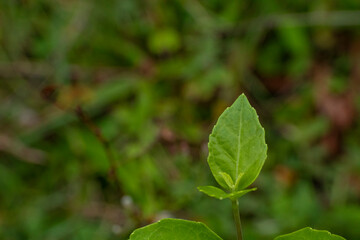 Vibrant Green Young Leaf Macro on Blurred Nature Background - Growth and Freshness Concept