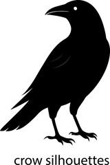 crow on a white background