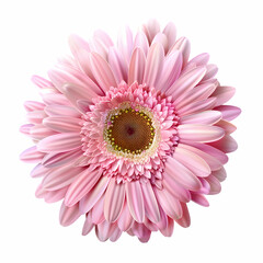 gerbera daisy isolated on transparent background	
