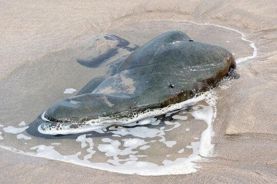 Dolfin looking rock protruding  out of the sand