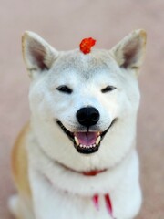 Shiba Inu dog with flower on its head 