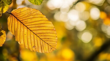 Obraz premium The autumn of nature is coming, a leaf knows autumn 