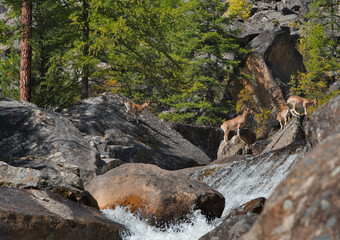 Russia, Western Buryatia, Eastern Sayans. A small herd of mountain goats jump over the huge...