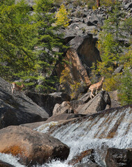 Russia, Western Buryatia, Eastern Sayans. A small herd of mountain goats jump over the huge fragments of rocks of the grandiose Dabat waterfall in the valley of the river Tissa.