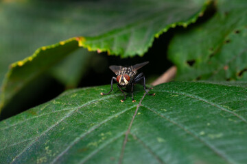 fly on a leaf