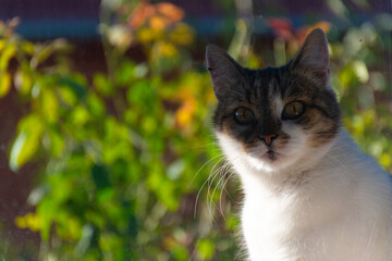 portrait of a cat