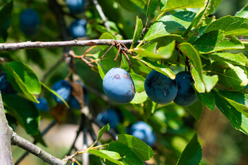 plums on a branch