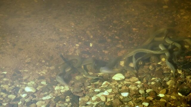 River lamprey Rare footage of lampreys preparing the place for spawning.