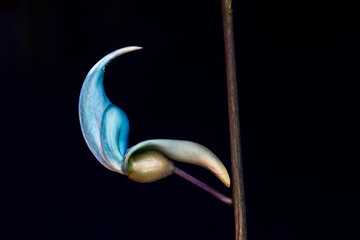 Beautiful Jade vine or Emerald vine flower blooming. Strongylodon macrobotrys. also known as jade...