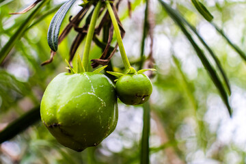 Fruit of the Cascabela thevetia is a poisonous plant native throughout Mexico and in Central America, and cultivated widely as an ornamental em um jardim no Brasil
