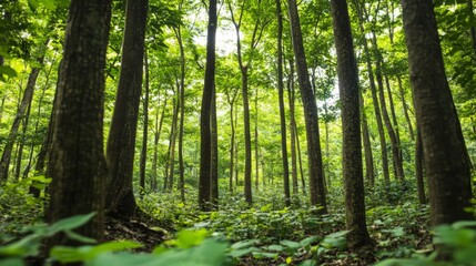 Obraz premium A lush forest with trees showing signs of stress and dying foliage, representing the impact of increased temperatures and changing climates on ecosystems.