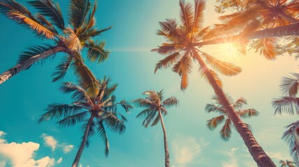 Palm Trees Under a Summer Sun