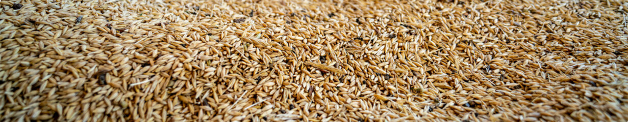 Golden yellow whole wheat grains. Texture background, Food ingredient